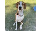 Adopt Xbox a Great Dane, Treeing Walker Coonhound