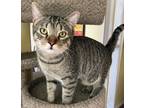 Adopt Henry a Domestic Short Hair, Tabby