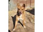 Adopt 2. Chevy a Mixed Breed