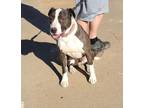 Adopt 2. Macaroon a American Staffordshire Terrier