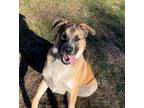 Adopt Major a Anatolian Shepherd, Husky