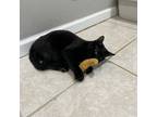 Adopt Midnight a Domestic Short Hair