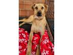 Adopt Waffles a German Shepherd Dog, Pug