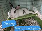 Adopt Casey a English Spot