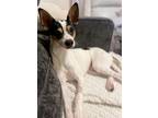 Adopt Tobin a Rat Terrier