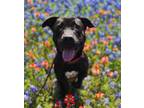 Adopt Max a Pit Bull Terrier