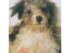small toy poodle mix Male
