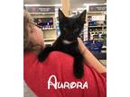 Adopt Aurora a Black & White or Tuxedo Domestic Shorthair / Mixed (short coat)