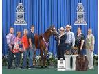 AQHYA 2020 World Champion - Bentley