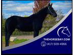 Gaited Tennessee Walking Black Mare - Available on [url removed]