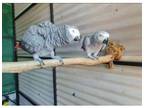 SSRR 3 African Grey Parrots Birds