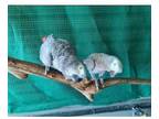 ILLI 3 African Grey Parrots Birds