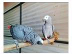 SSII 3 African Grey Parrots Birds