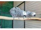 NOLY 3 African Grey Parrots Birds