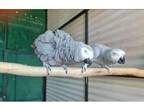 JOEE 3 African Grey Parrots Birds