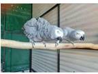 SSQQ 3 African Grey Parrots Birds