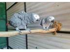 XHYY 3 African Grey Parrots Birds