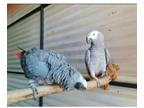 SSJJ 3 African Grey Parrots Birds