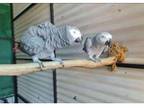 APSS 3 African Grey Parrots Birds