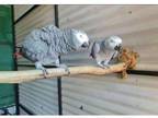 SSNN 3 African Grey Parrots Birds