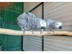 SSKK 3 African Grey Parrots Birds