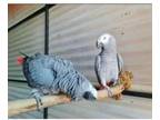 ATT 3 African Grey Parrots Birds