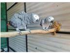 SSHH 3 African Grey Parrots Birds