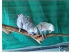 SJII 3 African Grey Parrots Birds