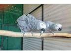 AGIO 3 African Grey Parrots Birds