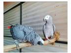 ZNMK 3 African Grey Parrots Birds