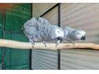 TYUN 3 African Grey Parrots Birds