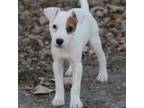 Parson Russell Terrier Puppy for sale in Raymond, MN, USA