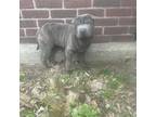 Chinese Shar-Pei Puppy for sale in Rochester, NY, USA