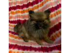 Pomeranian Puppy for sale in Moody, TX, USA