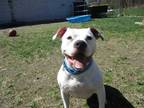 Adopt Tajon a White Mixed Breed (Medium) / Mixed dog in Worcester, MA (34702107)