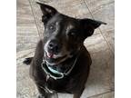 Adopt Speckles JuM* a Black Labrador Retriever / Shepherd (Unknown Type) / Mixed