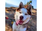 Adopt TAHOE a Husky / Mixed dog in Pt. Richmond, CA (37118565)