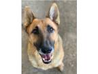 Adopt Bell Antionette a Black - with Tan, Yellow or Fawn German Shepherd Dog /