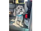 Adopt Charlie a Gray/Blue/Silver/Salt & Pepper Poodle (Miniature) / Mixed dog in
