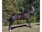  [url removed] REG BLACK TENNESSEE WALKING HORSE