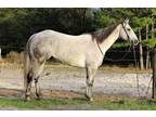 Flashy AQHA Dapple Grey Gelding