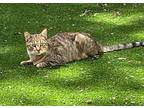 Adopt JACKIE a Brown Tabby Domestic Shorthair (short coat) cat in Lower Lake