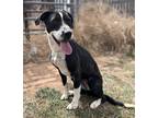 Adopt Penny a Black - with White Border Collie / Pointer / Mixed dog in Lubbock