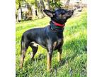 Bently, Miniature Pinscher For Adoption In Franklin, Tennessee