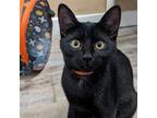Adopt Rae Charles (bonded with Billie Holiday) a Domestic Short Hair