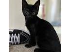Adopt Billie Holiday (bonded with Rae Charles) a Domestic Short Hair