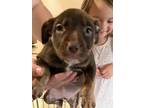 Adopt Candy a Norfolk Terrier, Labrador Retriever