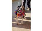 Adopt Xena a Bull Terrier