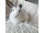 Adopt Ruby a English Spot, Lop Eared