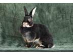 Adopt NADJA a Bunny Rabbit